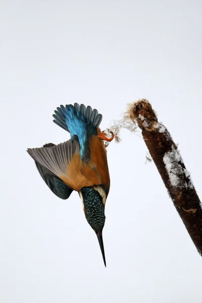 Kingfisher, Alcedo à ceci — Photo