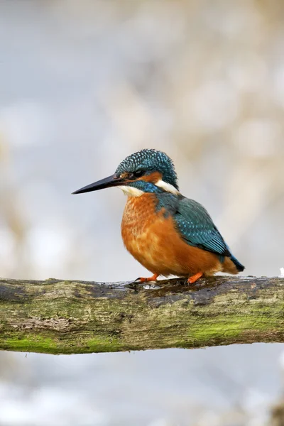 Zimorodek alcedo atthis — Zdjęcie stockowe