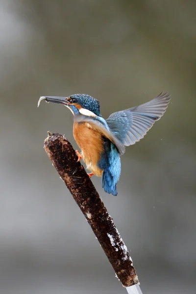 Kingfisher, Alcedo à ceci — Photo