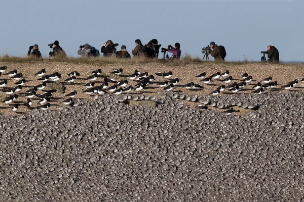 Узел, Calidris canutus , — стоковое фото