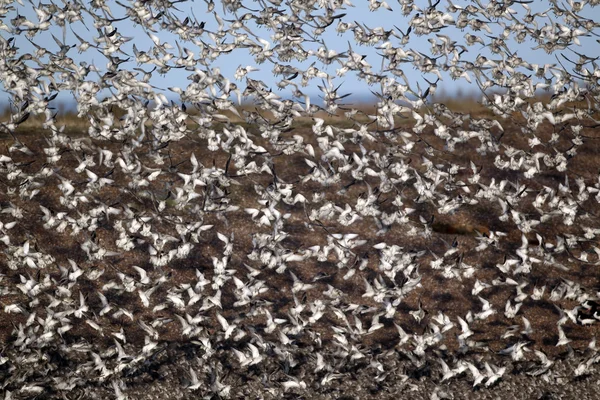 Knot, Calidris canutus, — Stock Photo, Image