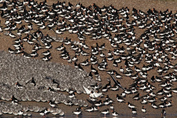 Узел, Calidris canutus , — стоковое фото