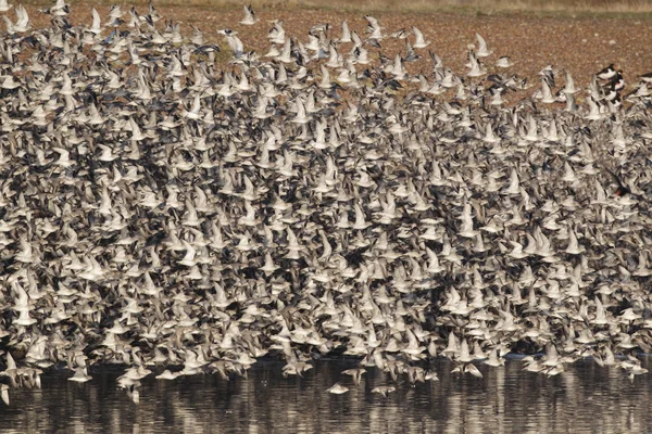 Nó, Calidris canutus , — Fotografia de Stock