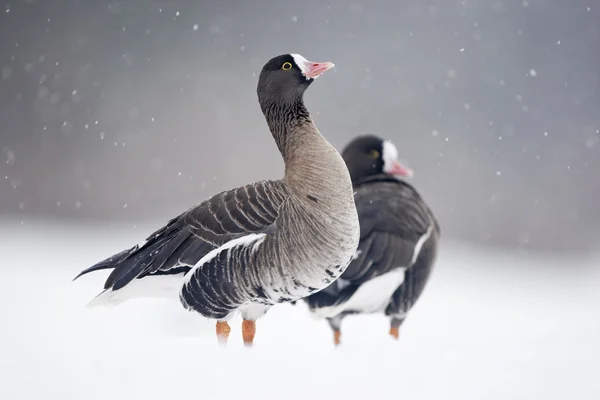 Petite oie à front blanc, Anser erythropus , — Photo