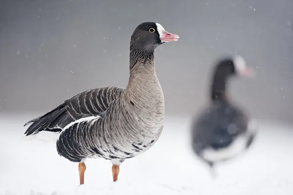 Menší Husa běločelá, anser erythropus, — Stock fotografie