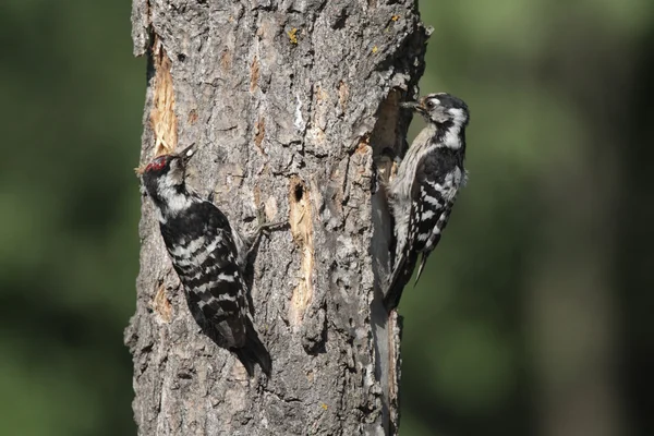 Pájaro carpintero de manchas menores, Dendrocopos minor , —  Fotos de Stock