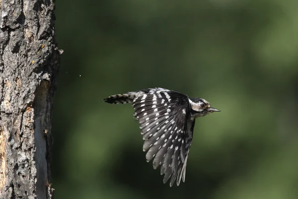 Pájaro carpintero de manchas menores, Dendrocopos minor , — Foto de Stock