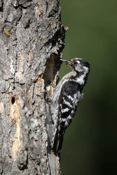 Pájaro carpintero de manchas menores, Dendrocopos minor , —  Fotos de Stock