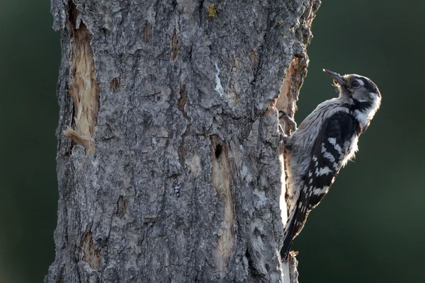 Pájaro carpintero de manchas menores, Dendrocopos minor , —  Fotos de Stock