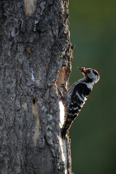 Dendrocopos küçük küçük benekli ağaçkakan, — Stok fotoğraf