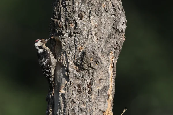 低い - キツツキ、dendrocopos 小します。, — ストック写真