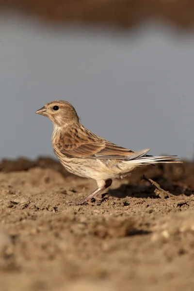 Pintarroxo-comum, carduelis cannabina — Fotografia de Stock