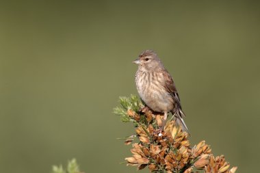 ketenkuşu, carduelis cannabina