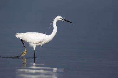 Küçük ak balıkçıl, egretta garzetta,