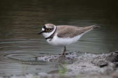 Küçük halkalı karasurat, Charadrius dubius