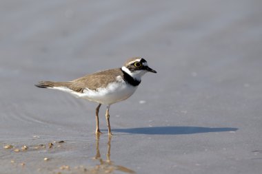Küçük halkalı karasurat, Charadrius dubius