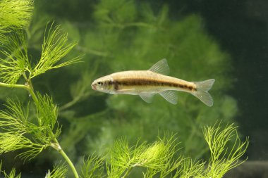 Minnow, Phoxinus Phoxinus