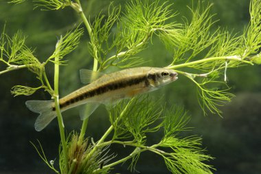 Minnow, Phoxinus Phoxinus