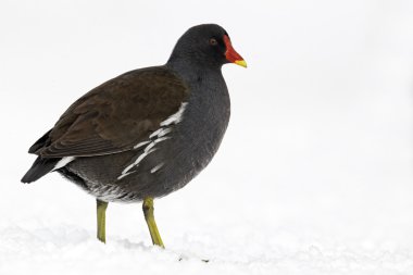 Moorhen, Gallinula chloropus