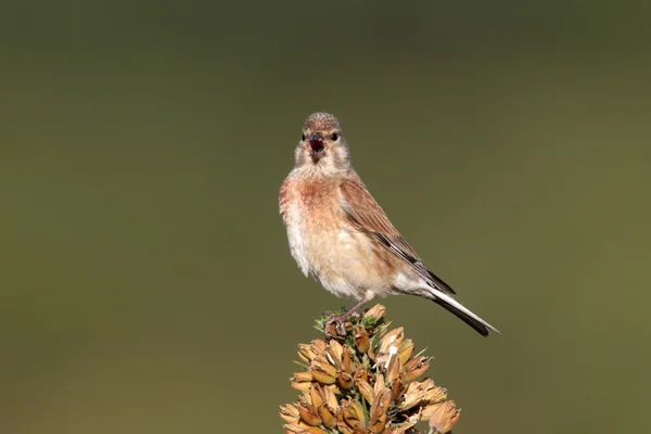 Hämpling carduelis cannabina — Stockfoto