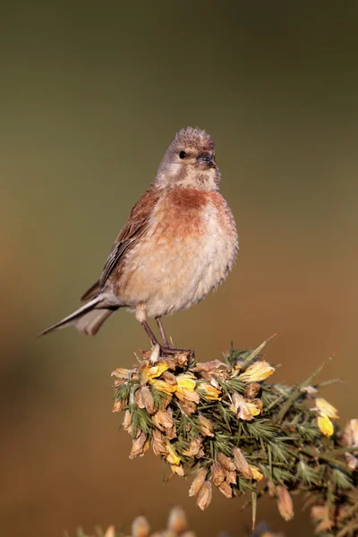 がまぐち carduelis 系 — ストック写真