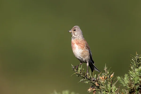 Pintarroxo-comum, carduelis cannabina — Fotografia de Stock