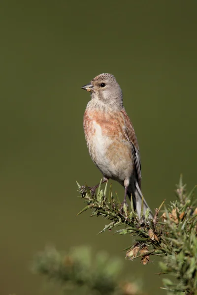 Kneu, carduelis cannabina — Stockfoto