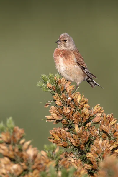 Linnet, Carduelis cannabina — Stock Photo, Image