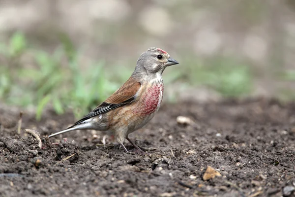 Fanello, carduelis cannabina — Foto Stock