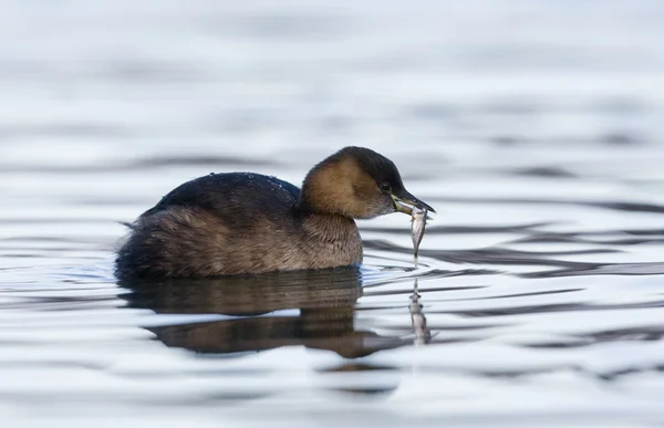 Trochę Perkoz lub dabchick, tachybaptus ruficollis, — Zdjęcie stockowe