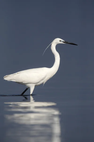 Маленькая цапля, Egretta garzetta, — стоковое фото