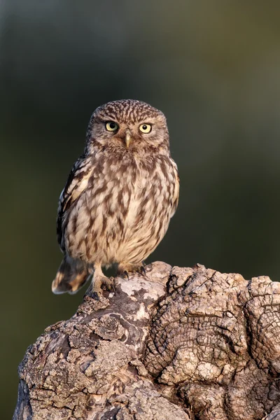 Kleine Eule, athene noctua, — Stockfoto