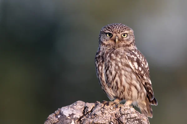 Little owl, Athene noctua, — Stockfoto