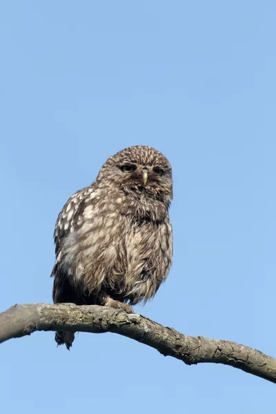 Little owl, Athene noctua, — Stockfoto