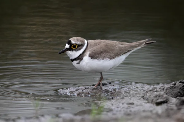 Un chorlito con anillos, Charadrius dubius — Foto de Stock