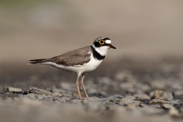 Un chorlito con anillos, Charadrius dubius — Foto de Stock