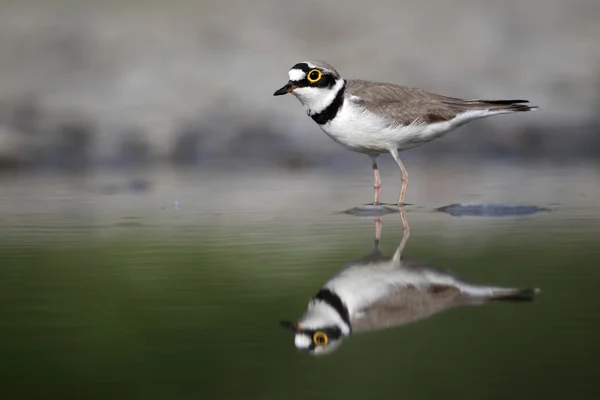 Un chorlito con anillos, Charadrius dubius — Foto de Stock