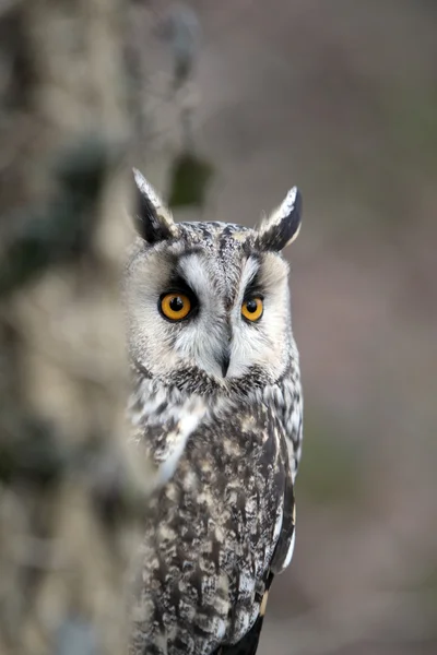 Long-eared owl, Asio otus, — Stock Photo, Image