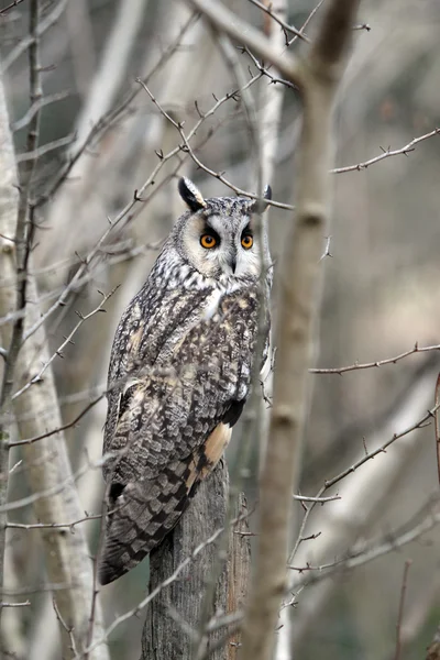 Long-eared owl, Asio otus, — Stock Photo, Image