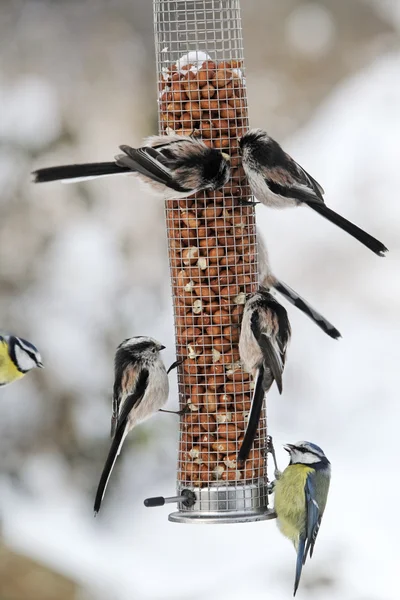 Stjärtmes, aegithalos caudatus, — Stockfoto