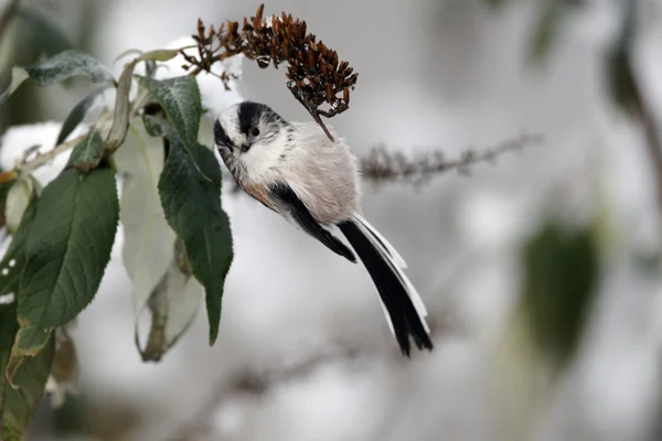 Cinciallegra, Aegithalos caudatus , — Foto Stock