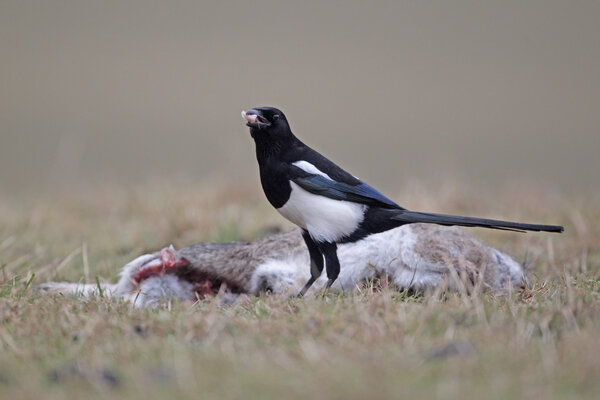 Magpie, Pica pica,