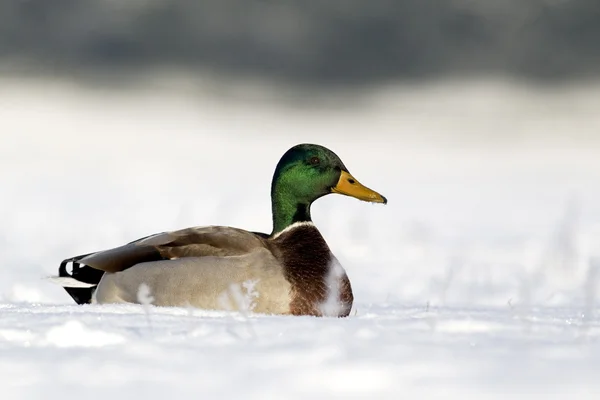 Stockente, Anas platyrhynchos, — Stockfoto