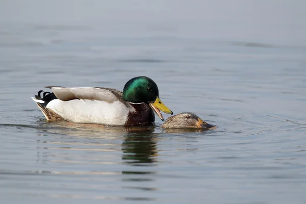 Wilde eend, anas platyrhynchos, — Stockfoto