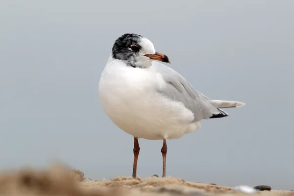 Zwartkopmeeuw, larus melanocephalus — Stockfoto