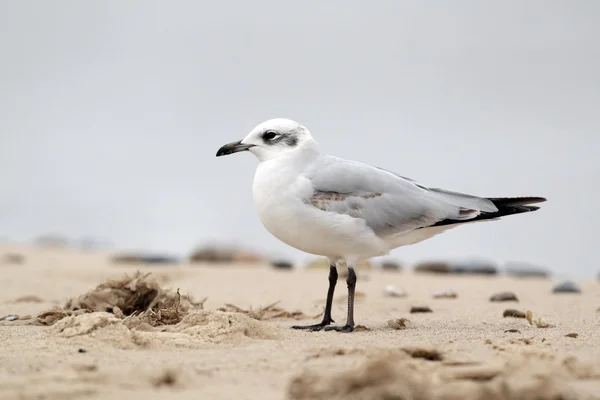 Mittelmeermöwe, Larus melanocephalus — Stockfoto