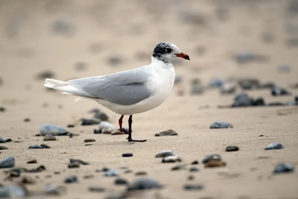 Zwartkopmeeuw, larus melanocephalus — Stockfoto