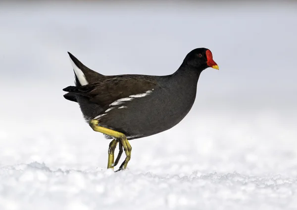 Poule d'eau, gallinula chloropus — Photo