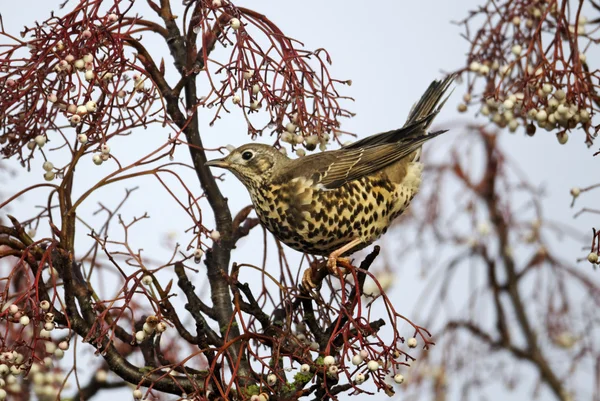 Tordo do Mistle, Turdus viscivorus , — Fotografia de Stock