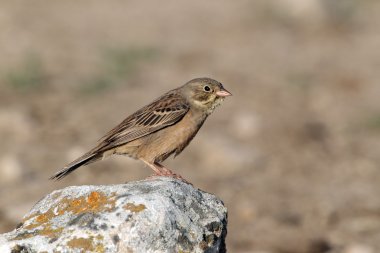 Bayağı kiraz kuşu, emberiza hortulana,